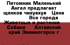 Питомник Маленький Ангел предлагает щенков чихуахуа › Цена ­ 10 000 - Все города Животные и растения » Собаки   . Алтайский край,Змеиногорск г.